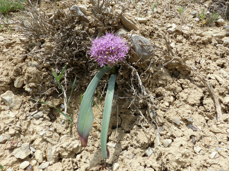 Allium brachyscapum photo 2