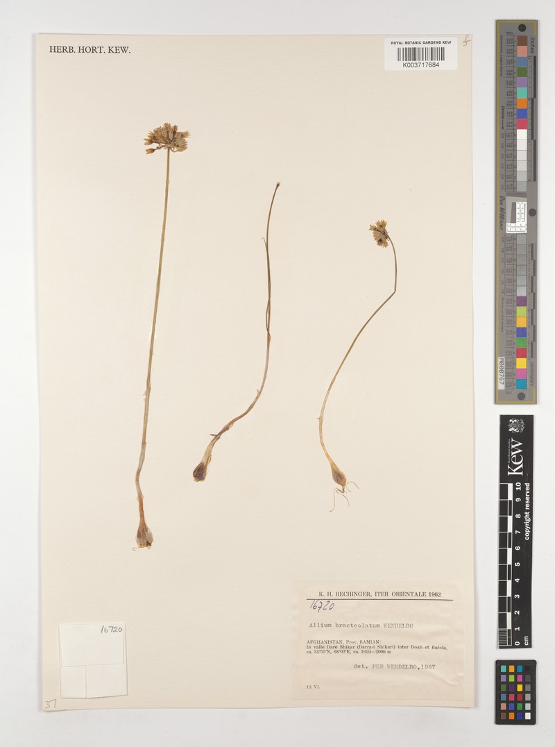 Allium bracteolatum