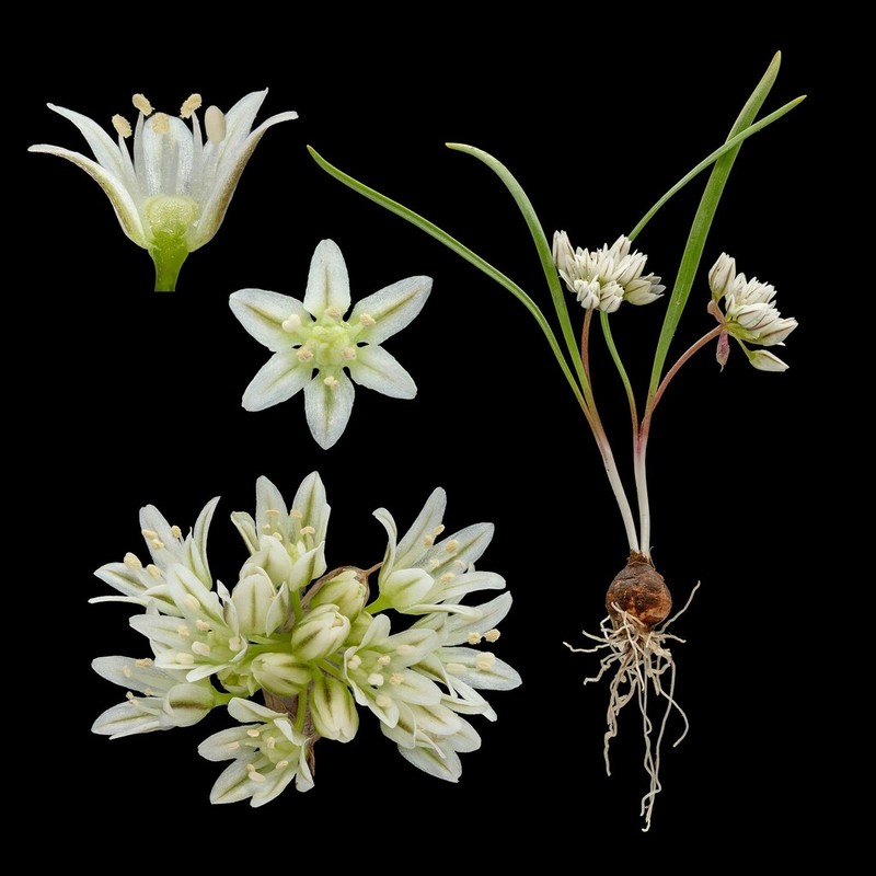 Brandegee's Onion photo 2