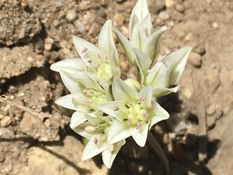 Brandegee's Onion photo 3