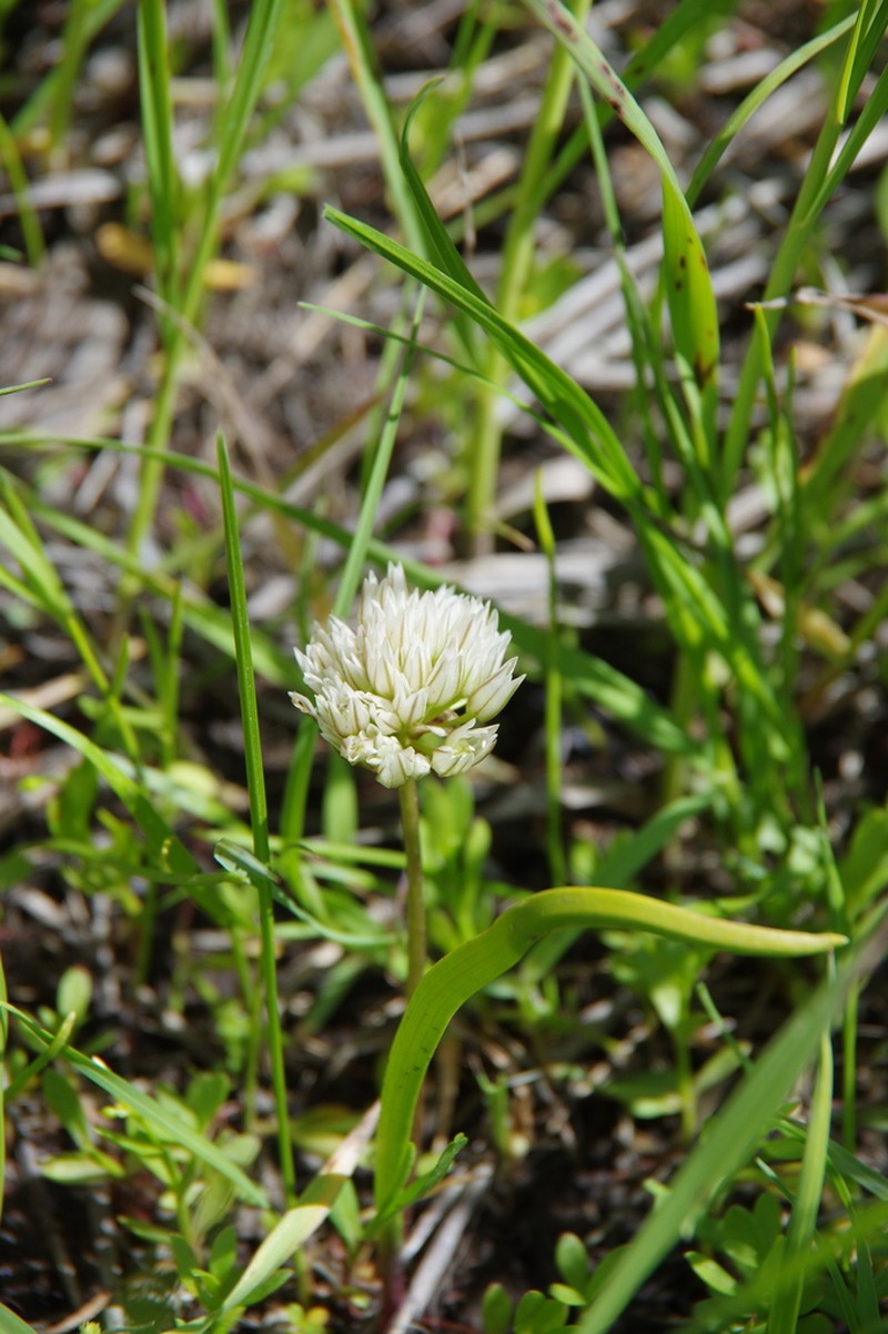 Brandegee's Onion photo 5
