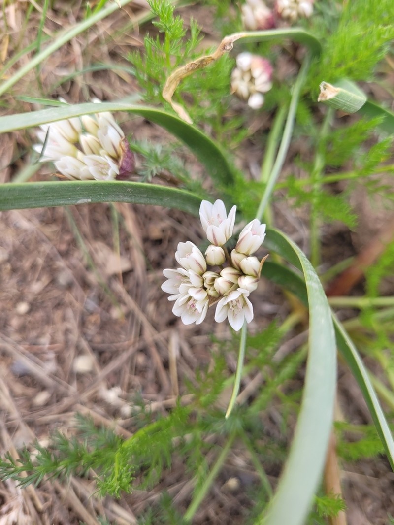 Brandegee's Onion photo 6