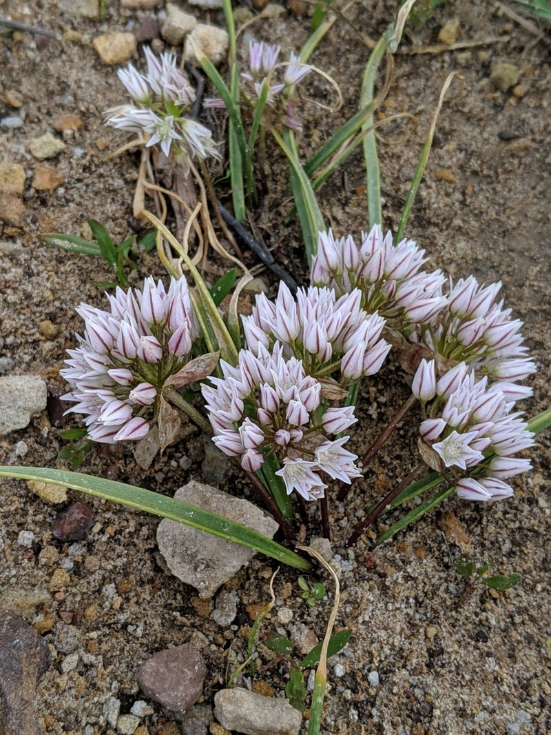 Brandegee's Onion photo 7