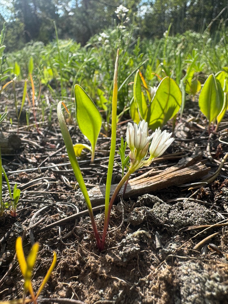 Brandegee's Onion photo 8