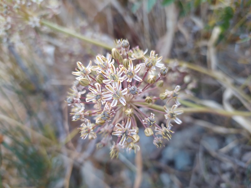 Allium brevidentiforme photo 2