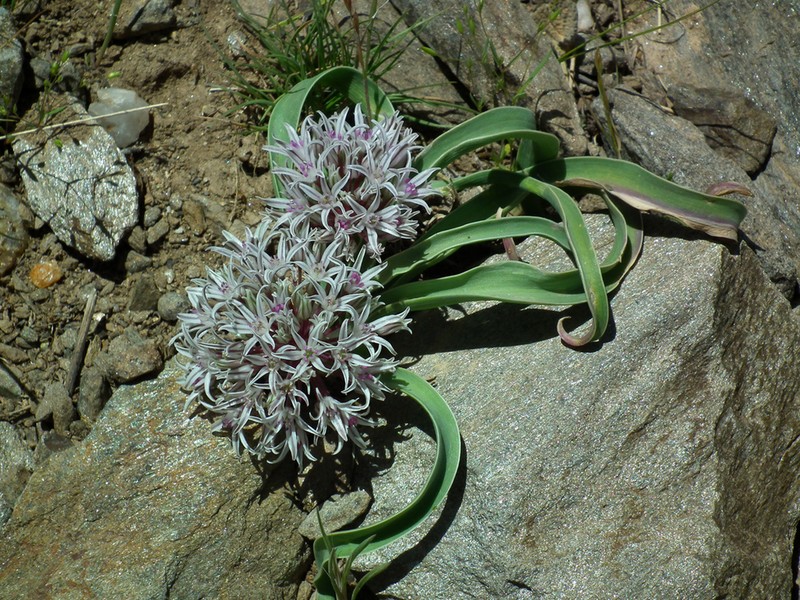 Allium breviscapum