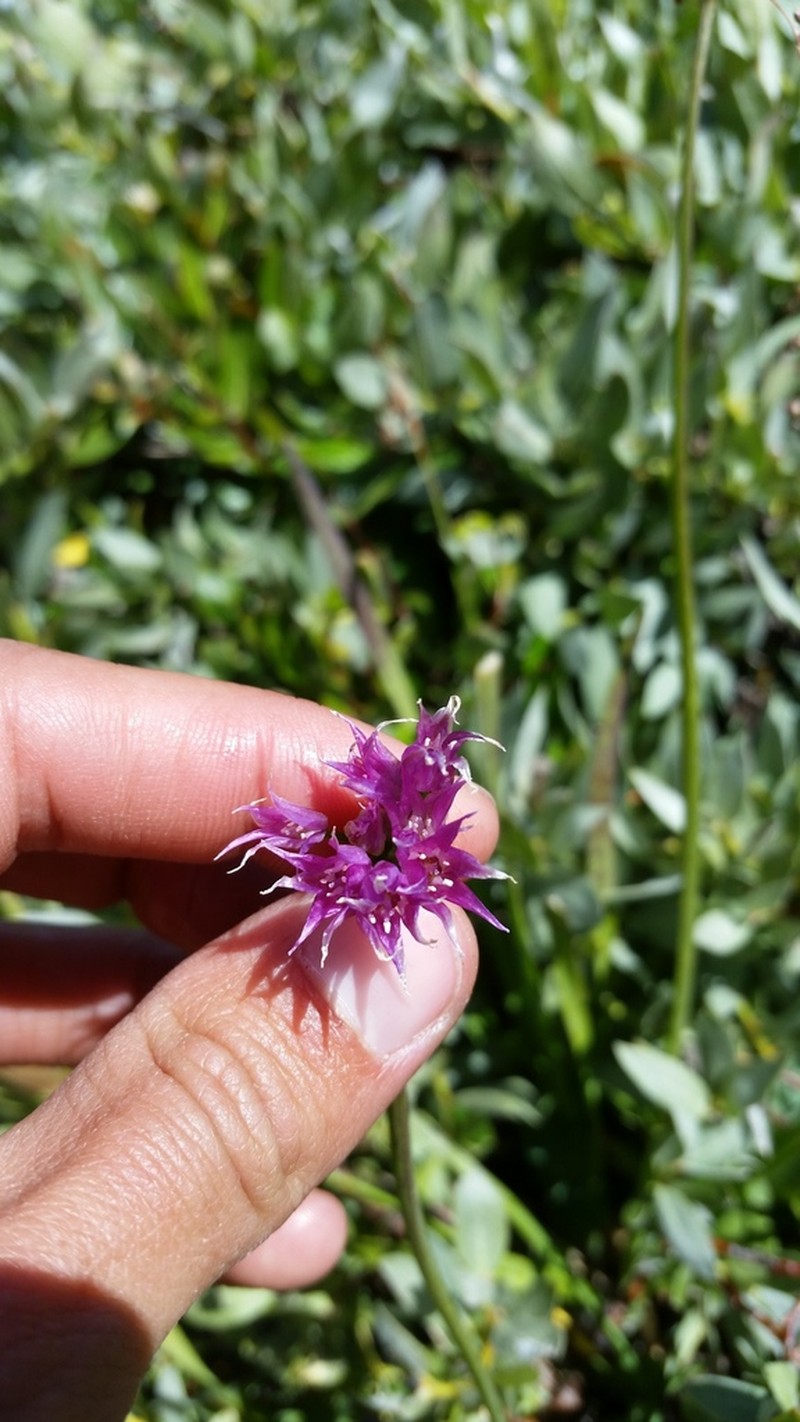 Shortstyle Onion photo 3
