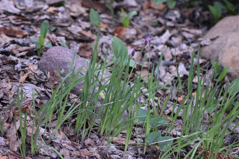 Shortstyle Onion photo 5