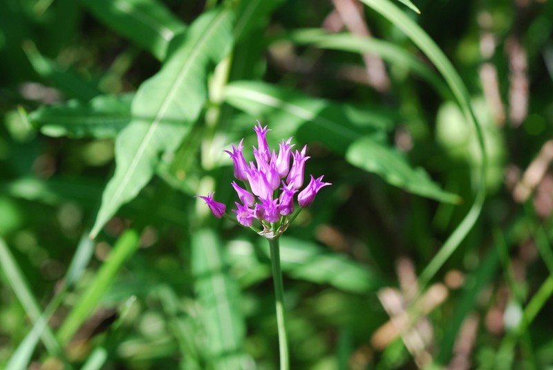 Shortstyle Onion photo 6