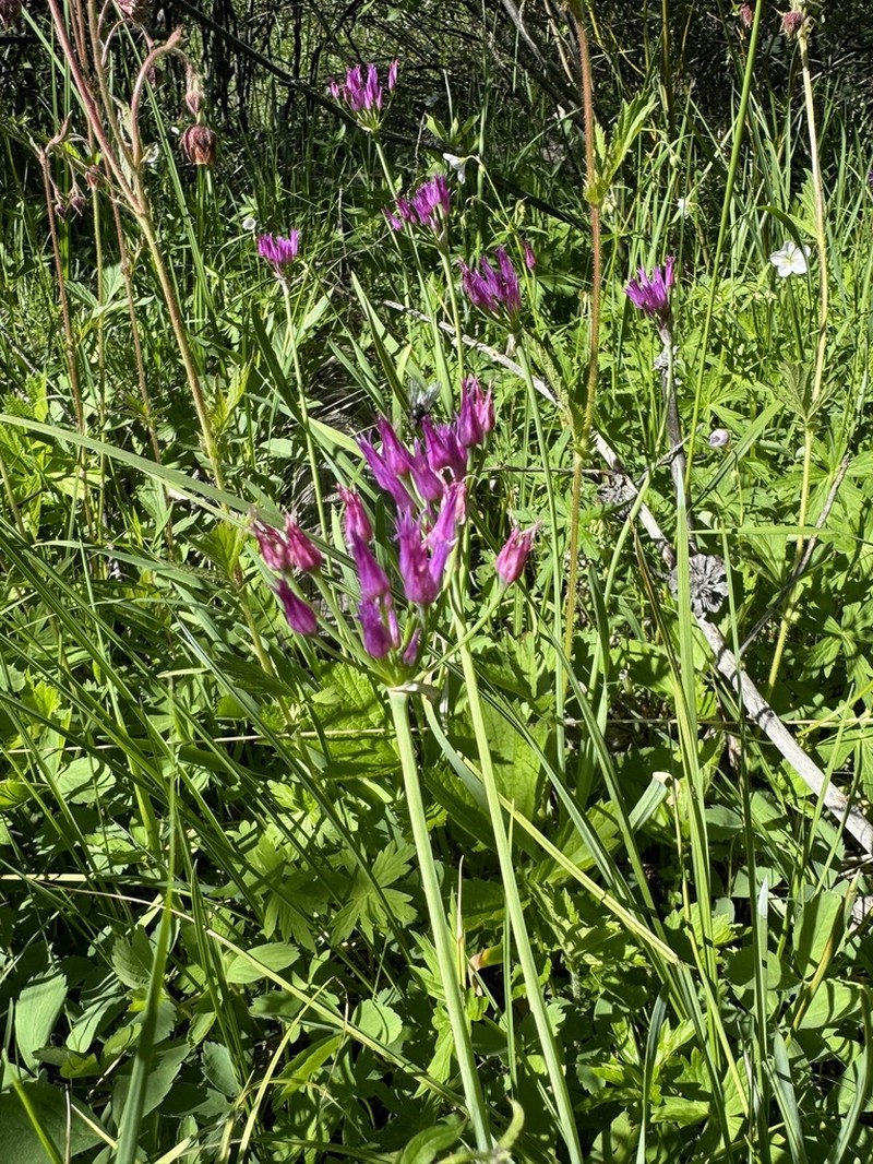 Shortstyle Onion photo 7