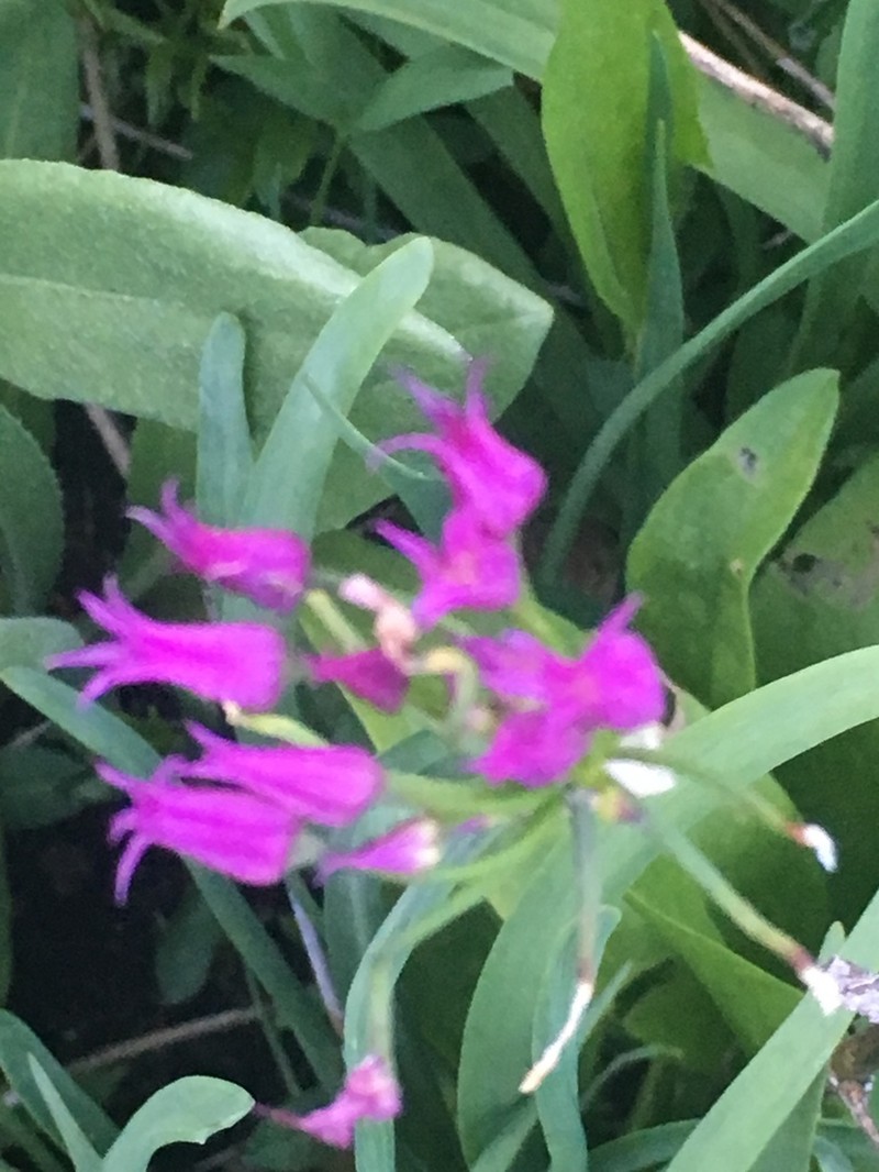 Shortstyle Onion photo 8