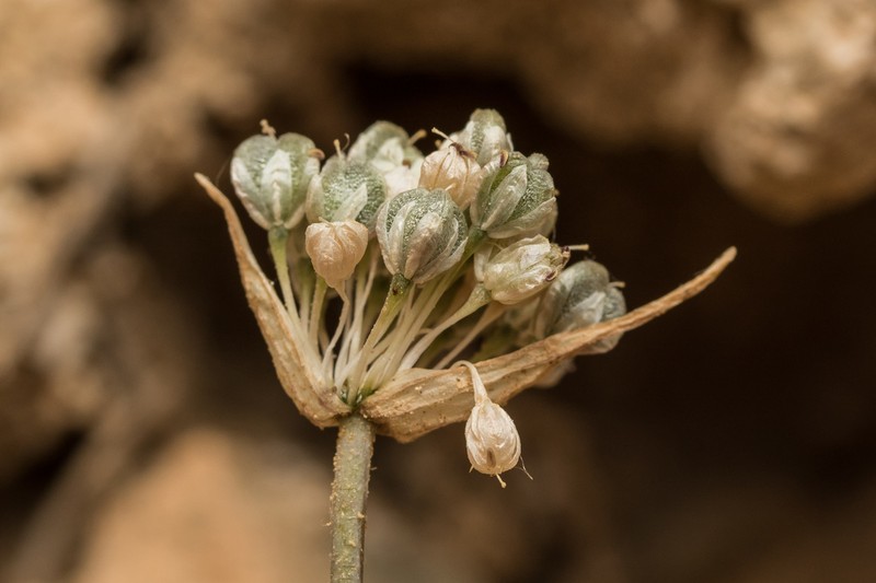 Allium brulloi photo 2