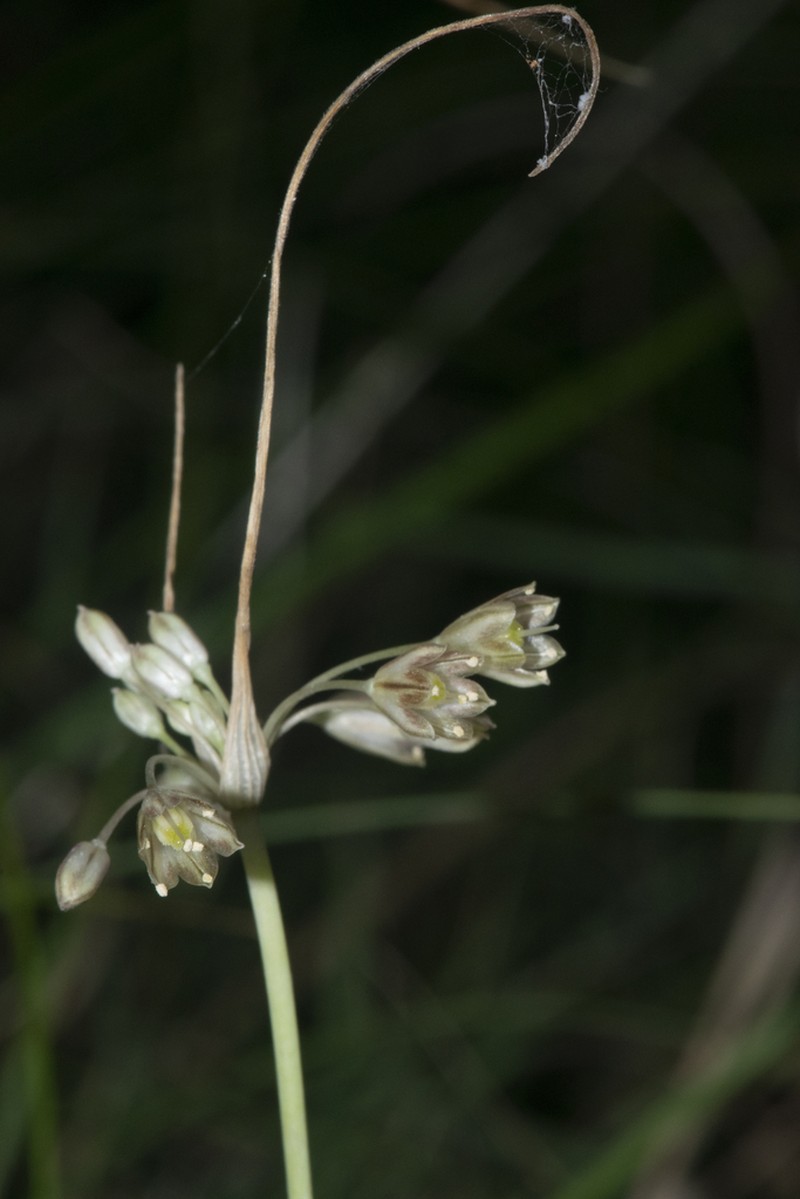 Allium brussalisii