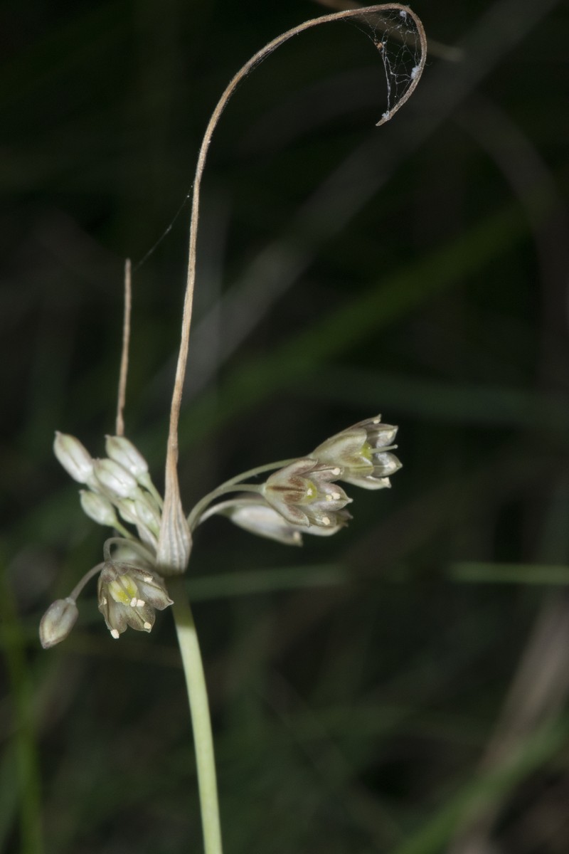 Allium brussalisii photo 2