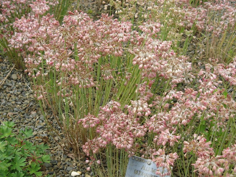 Allium bucharicum