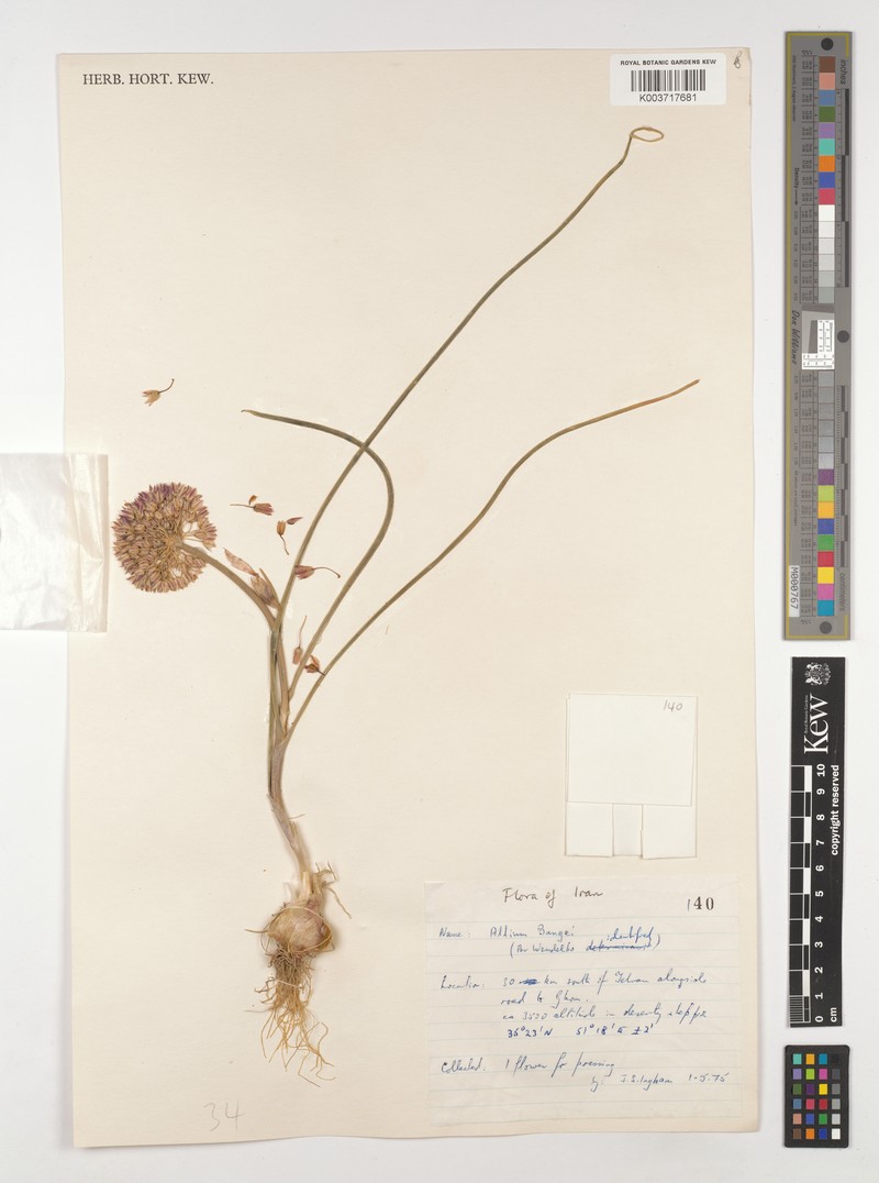 Allium bungei photo 2