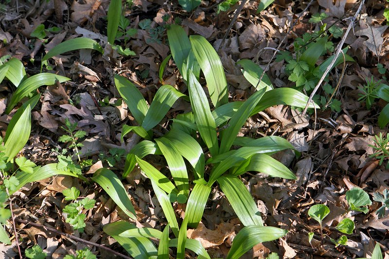 Narrowleaf Wild Leek
