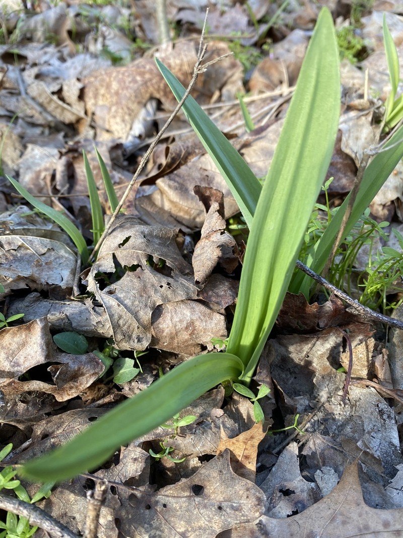 Narrowleaf Wild Leek photo 6