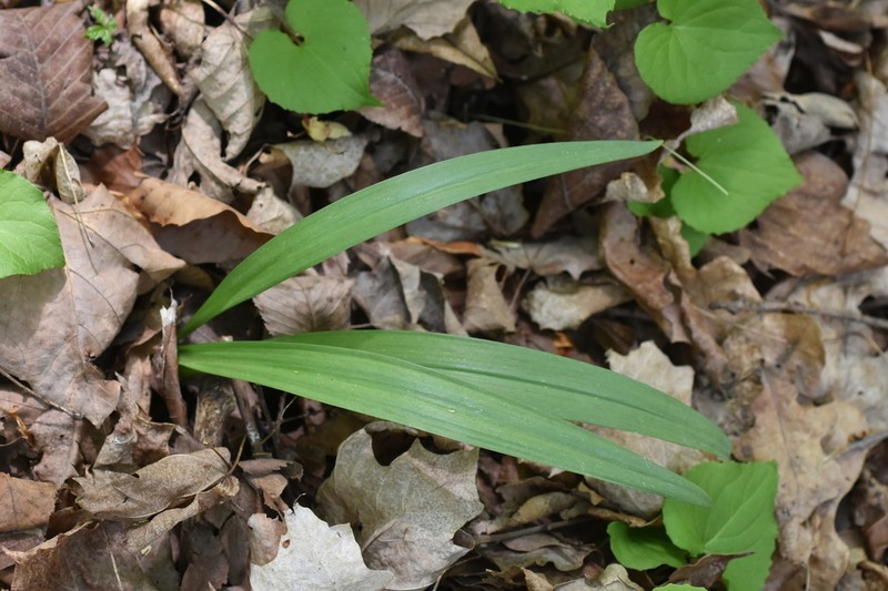 Narrowleaf Wild Leek photo 7