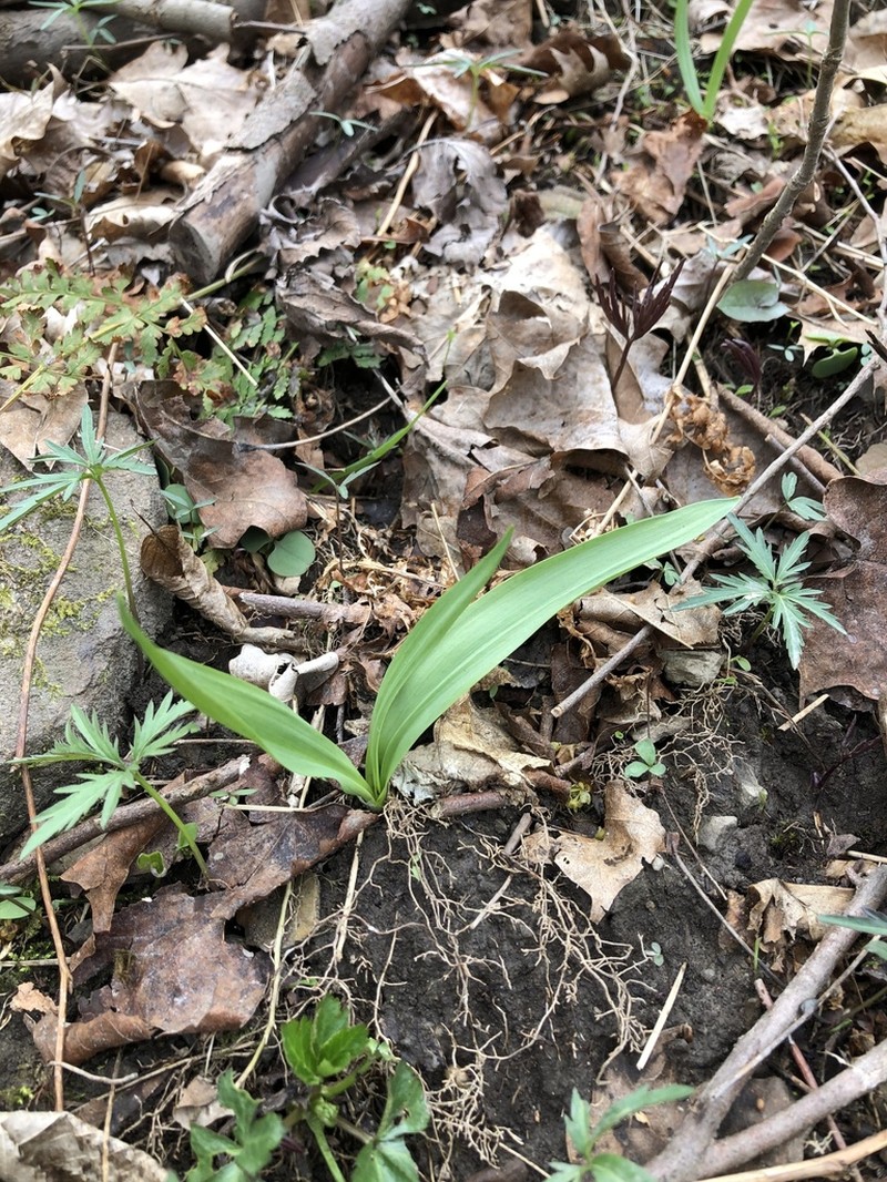 Narrowleaf Wild Leek photo 8