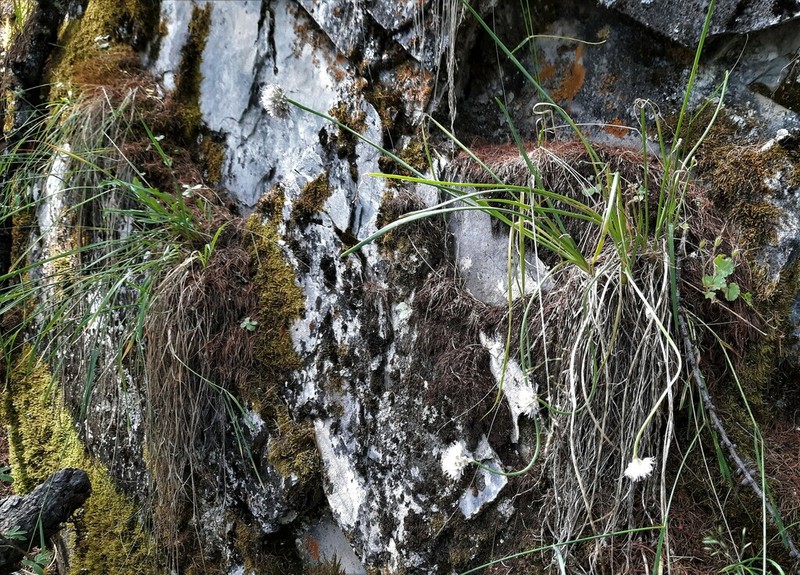 Allium burjaticum
