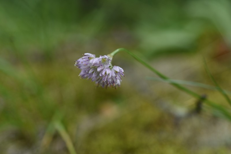 Allium burjaticum photo 2