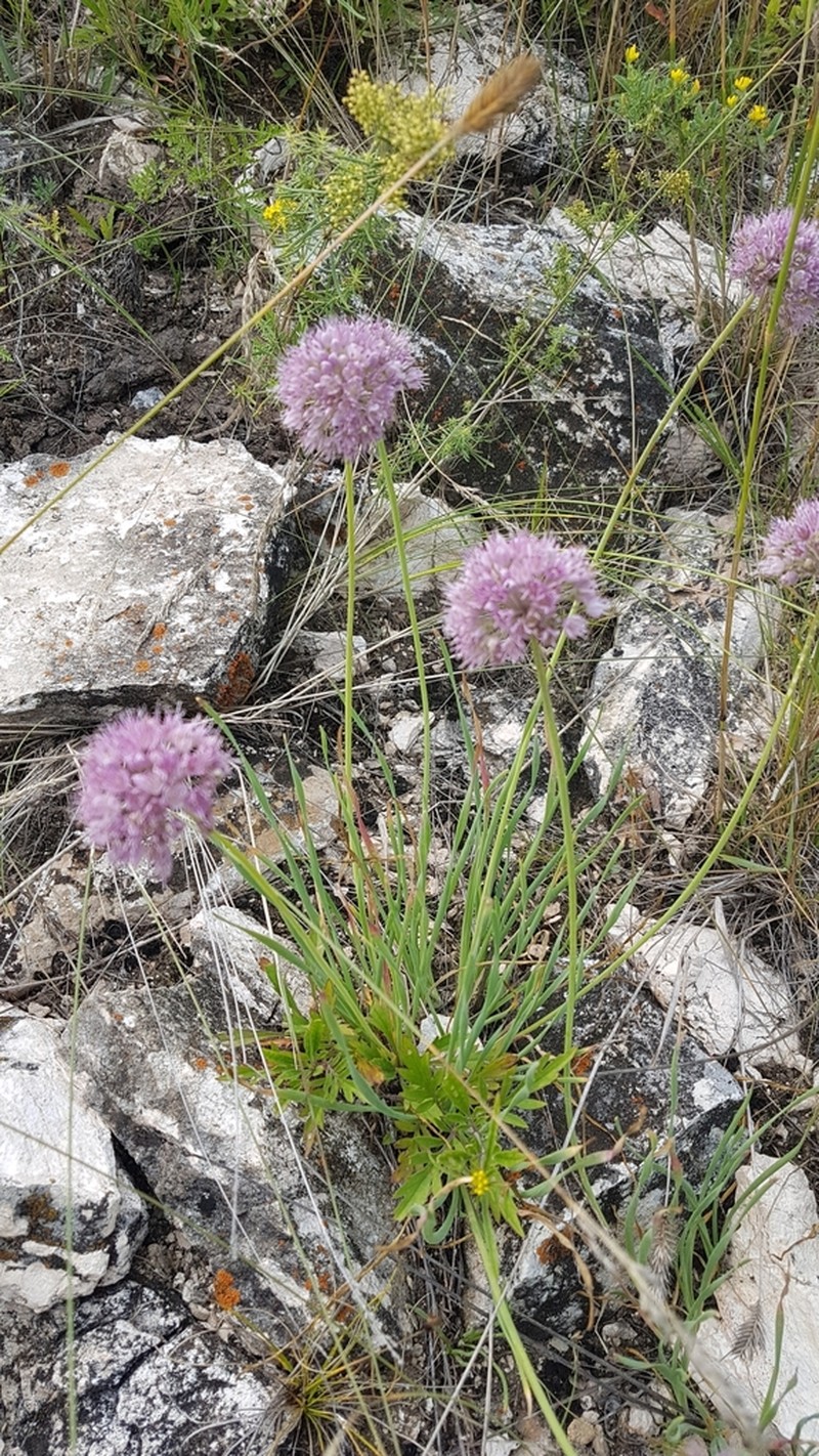 Allium burjaticum photo 3