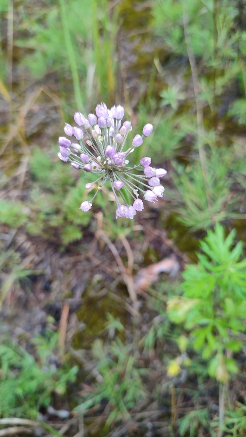 Allium burjaticum photo 6