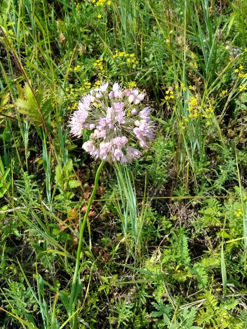 Allium burjaticum photo 7