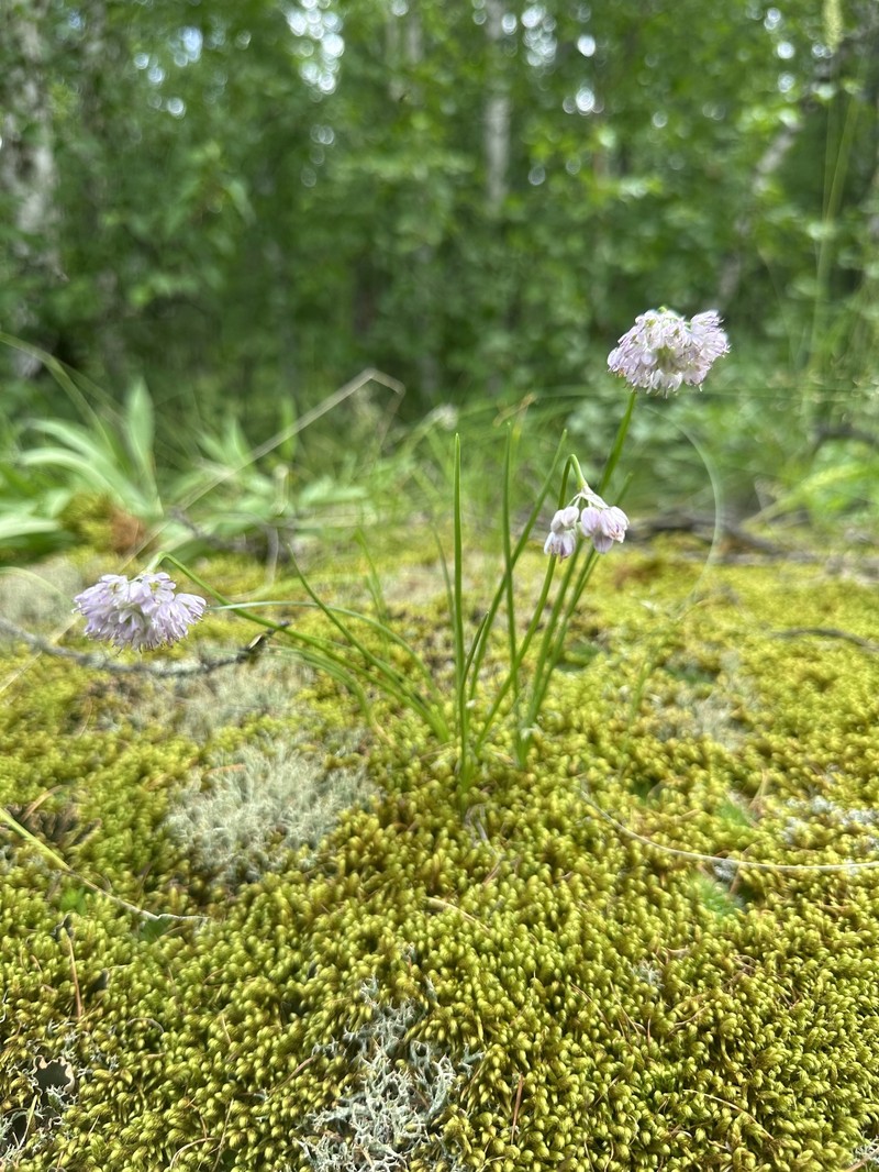 Allium burjaticum photo 8