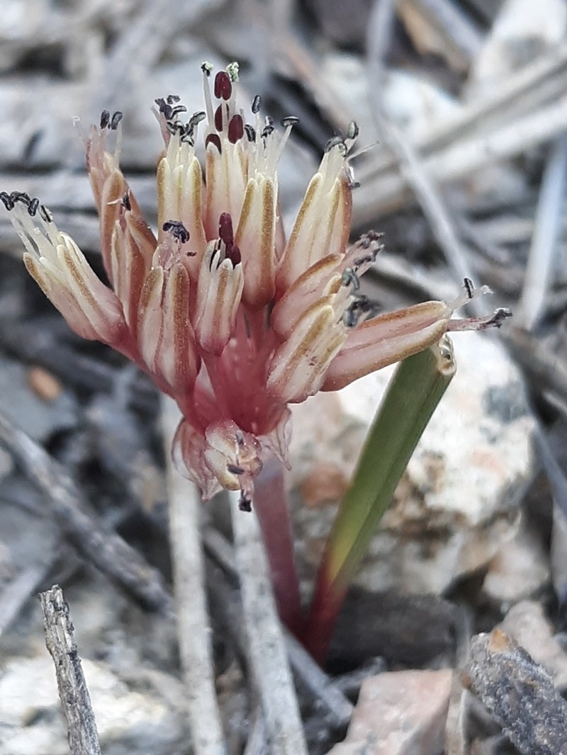 Burlew's Onion photo 3
