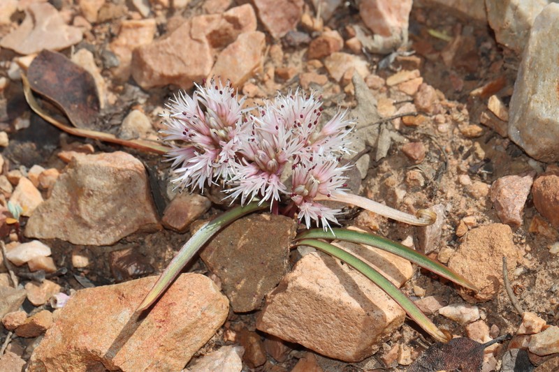 Burlew's Onion photo 6