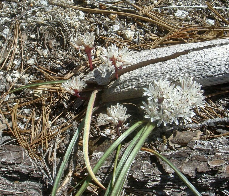 Burlew's Onion photo 7