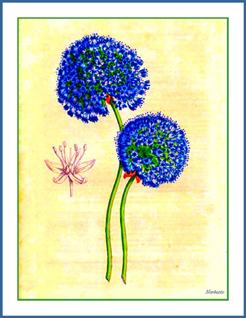 Allium caeruleum