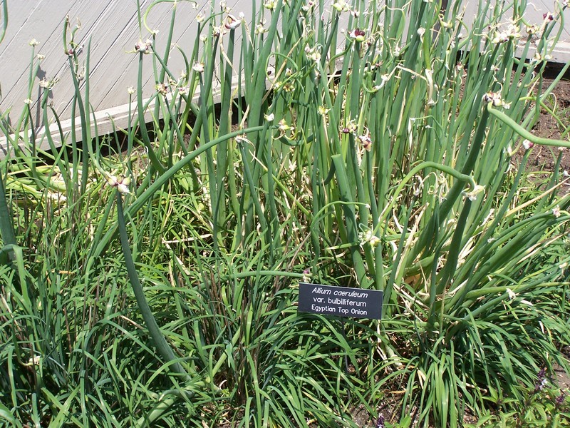 Allium caeruleum photo 2
