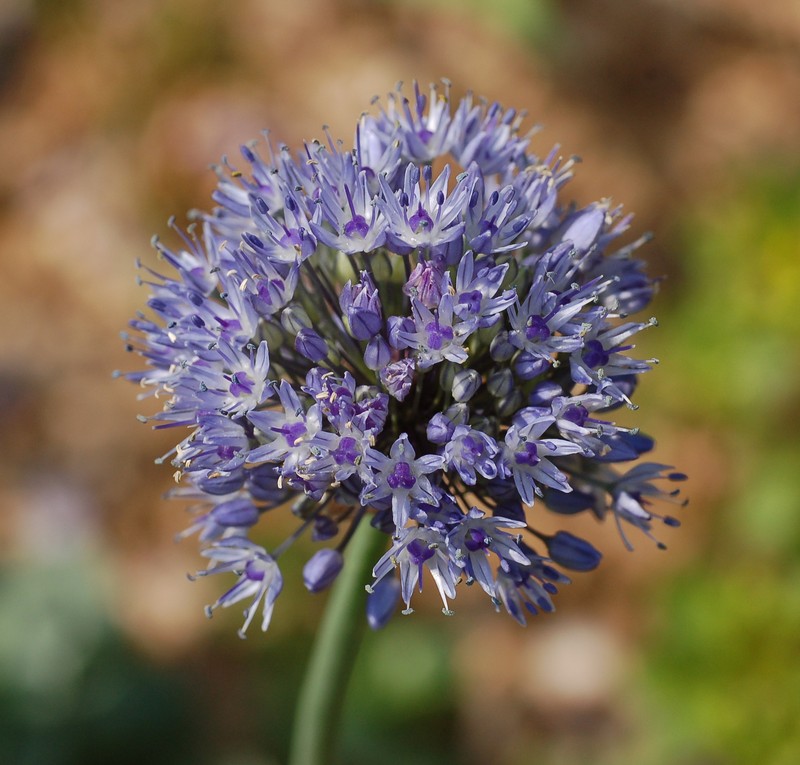 Allium caeruleum photo 3