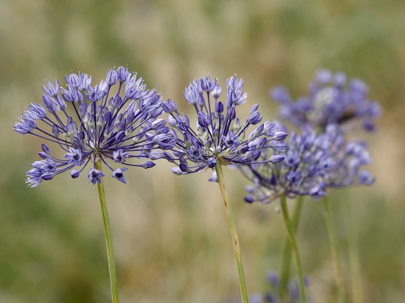 Allium caeruleum photo 5