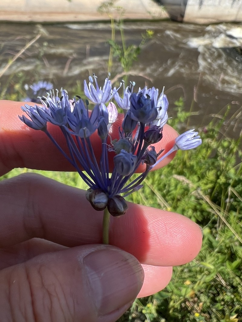 Allium caeruleum photo 6