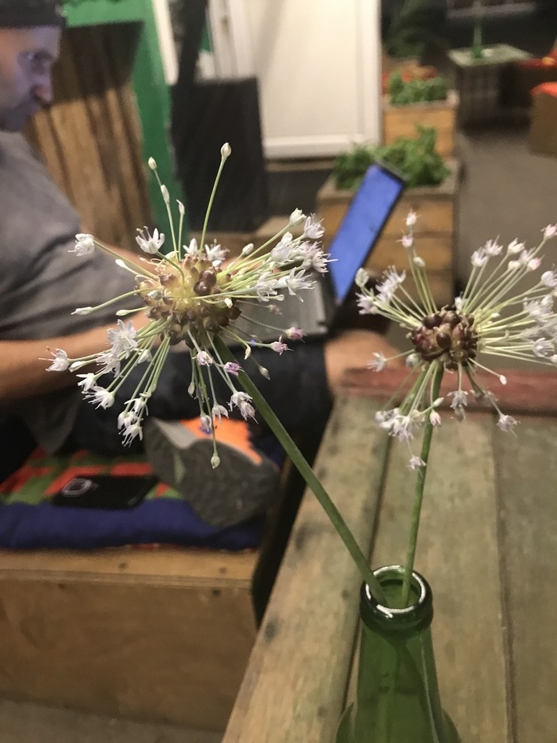 Allium caeruleum photo 7