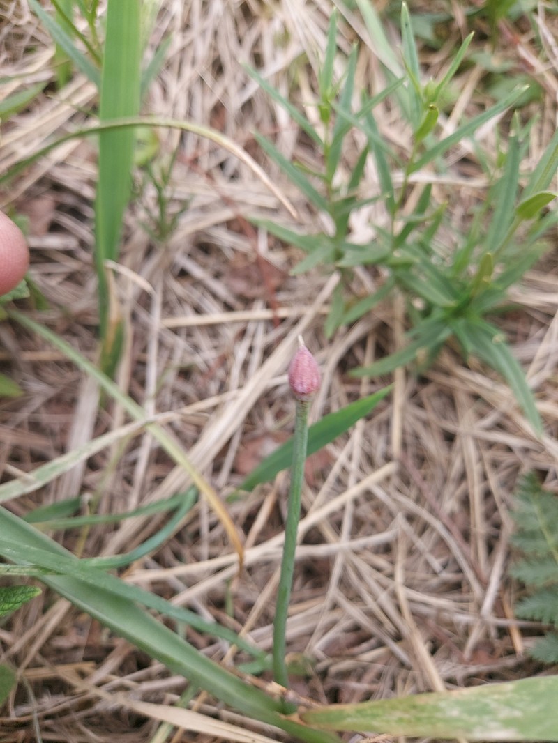 Allium caeruleum photo 8