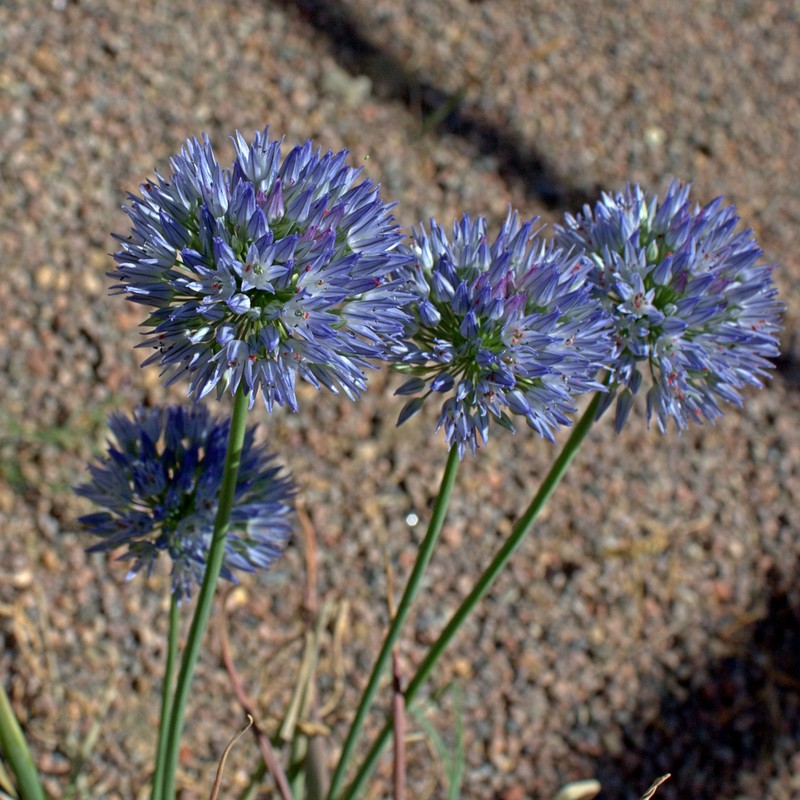 Allium caesium