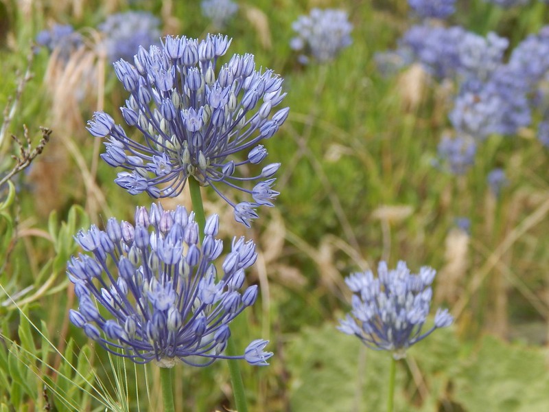 Allium caesium photo 2