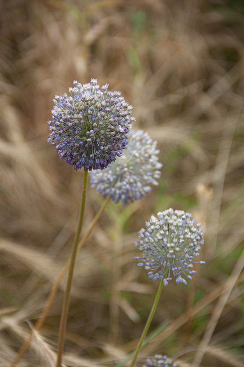 Allium caesium photo 3