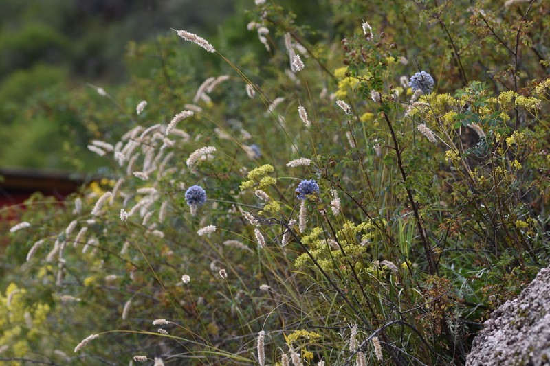 Allium caesium photo 4