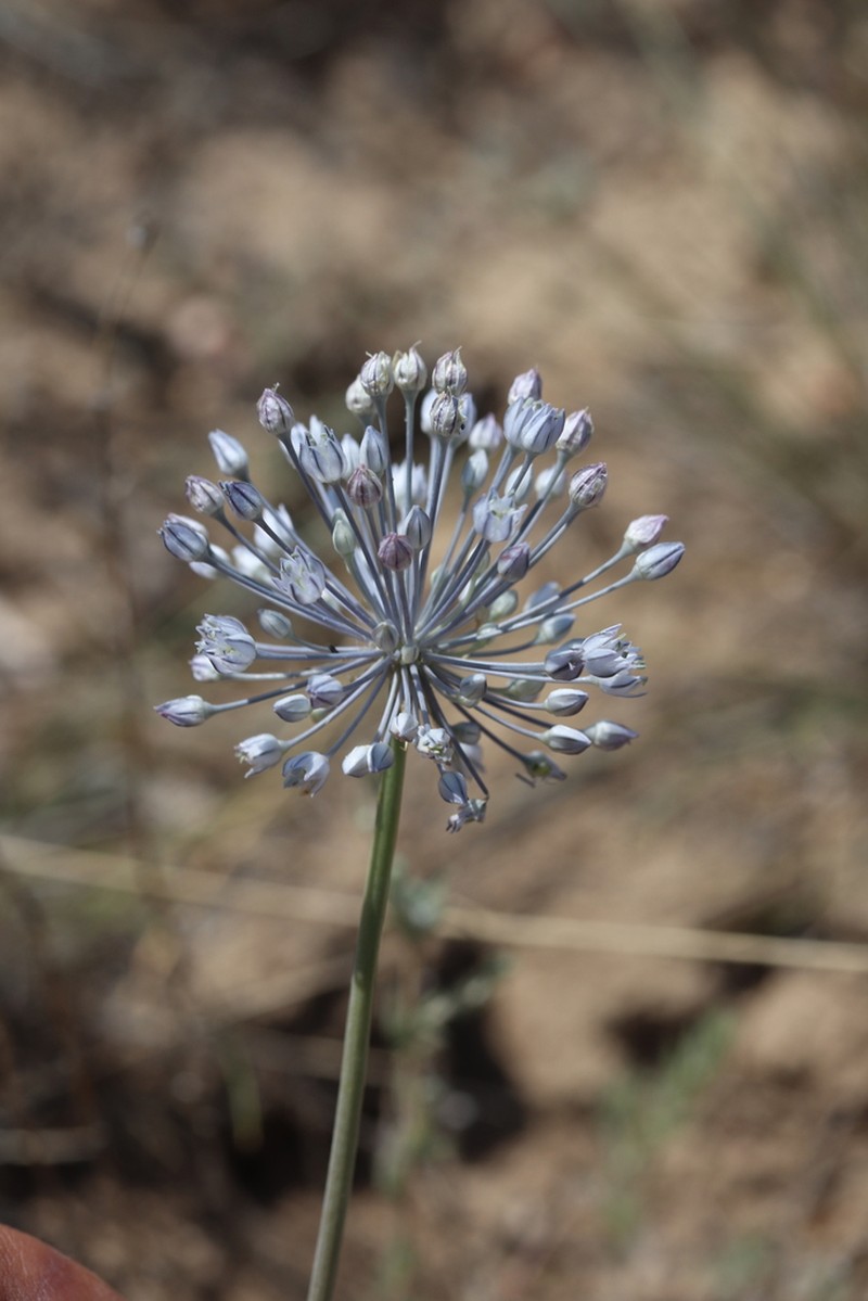 Allium caesium photo 5