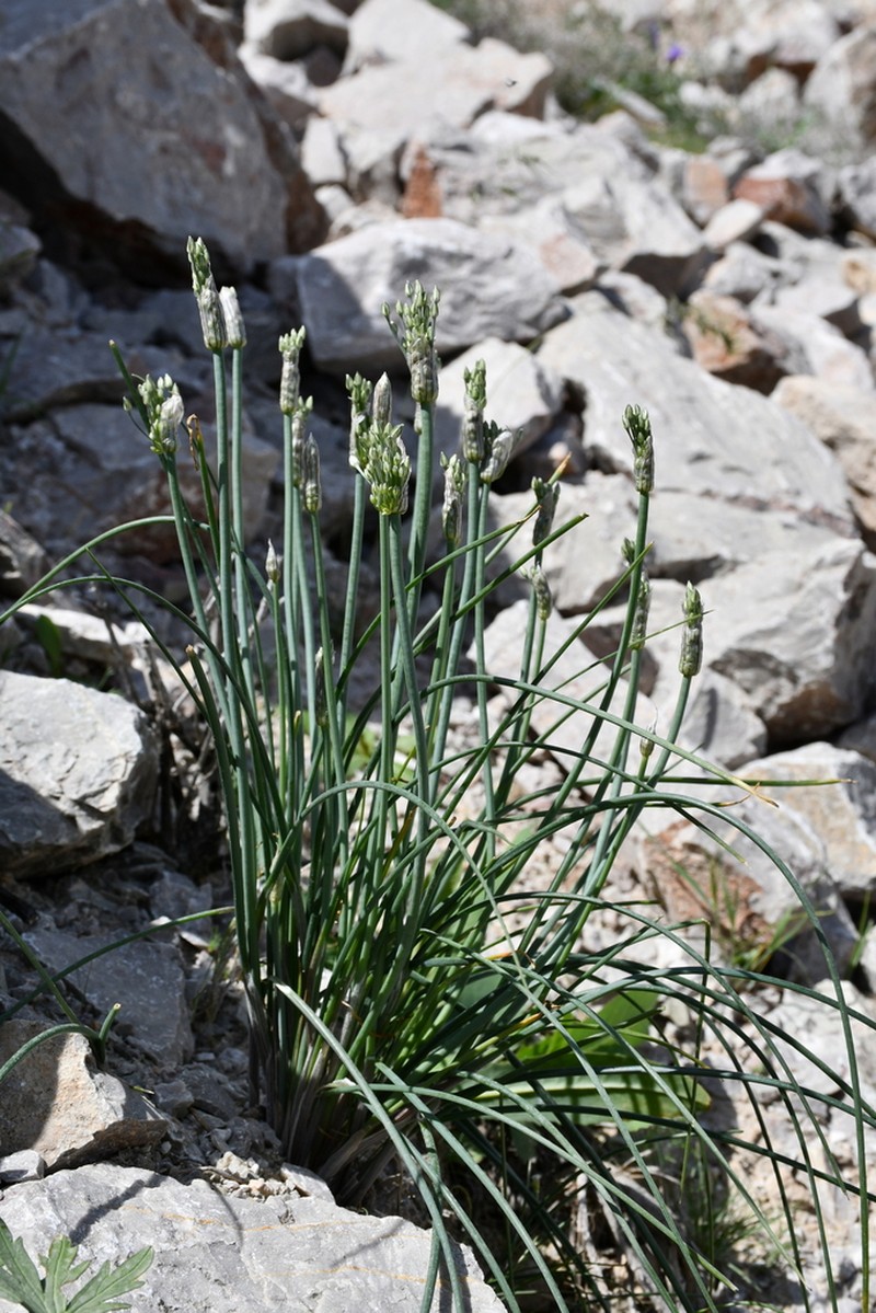 Allium caesium photo 6