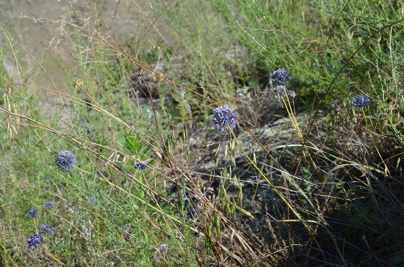 Allium caesium photo 7