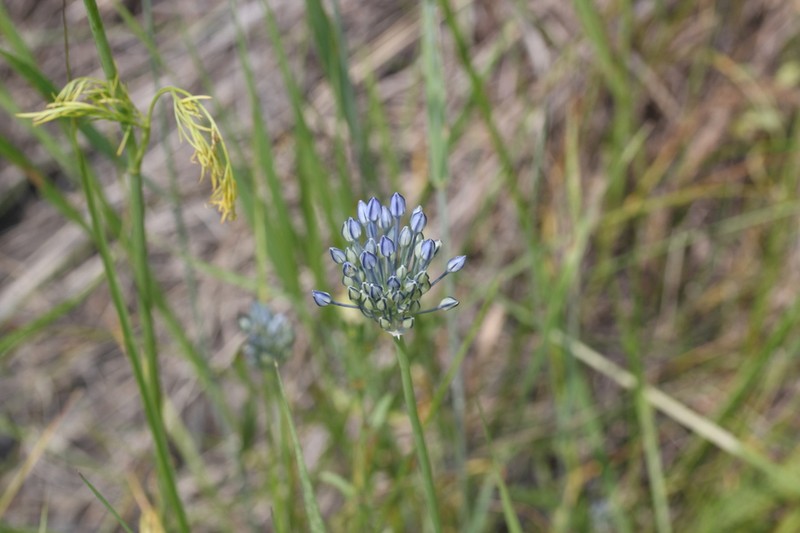 Allium caesium photo 8