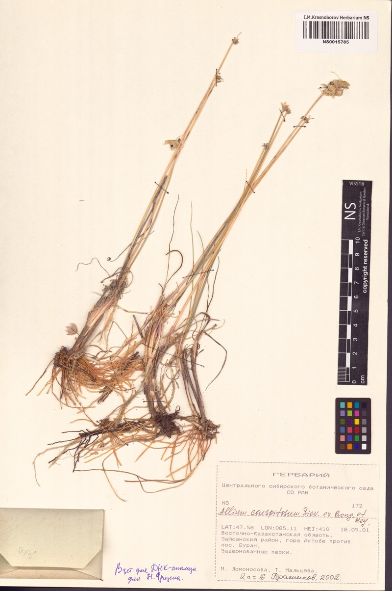 Allium caespitosum