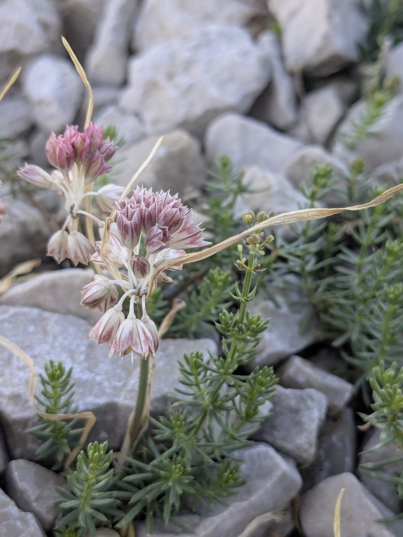 Allium calabrum